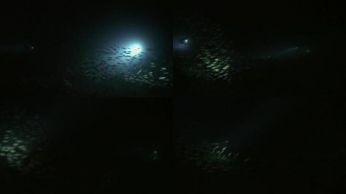 鱼群在夜间的水下海底背景。