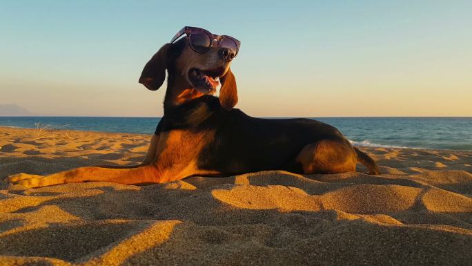 戴着太阳镜的酷狗在海滩上放松。