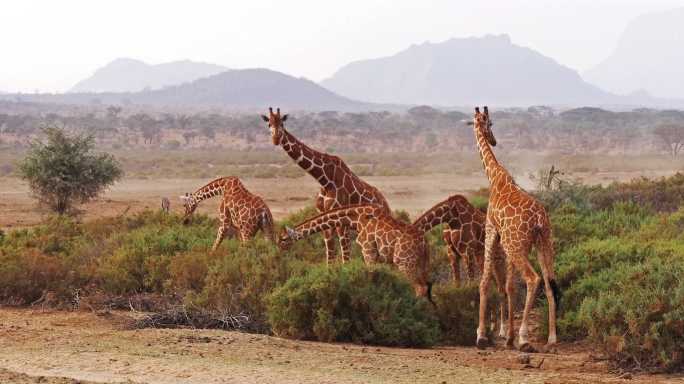 长颈鹿，肯尼亚桑布鲁公园