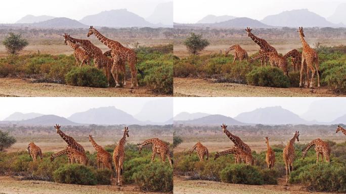 长颈鹿，肯尼亚桑布鲁公园