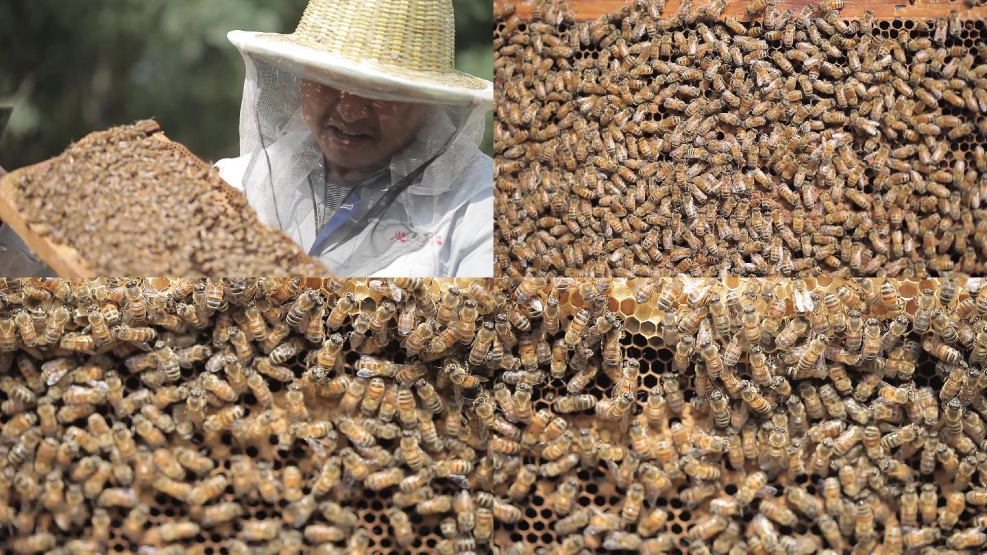 蜂场蜜蜂
