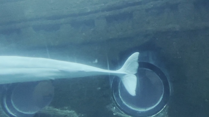 白鲸游泳水下世界与人互动海洋
