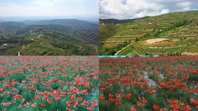 兰州百合规模种植百合花开航拍S