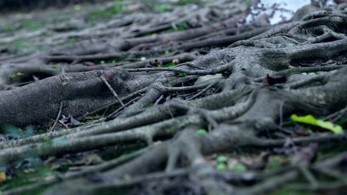 【4K】根系发达的树根大树扎根沃土
