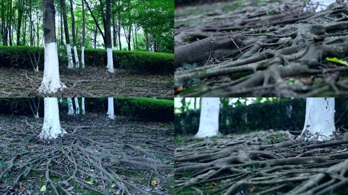 【4K】根系发达的树根大树扎根沃土