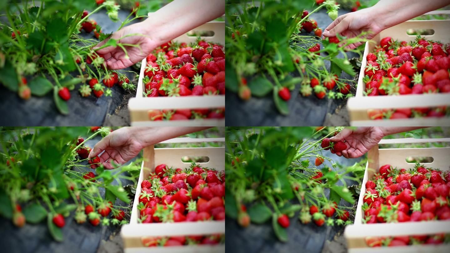 农民从种植园里摘取新鲜草莓