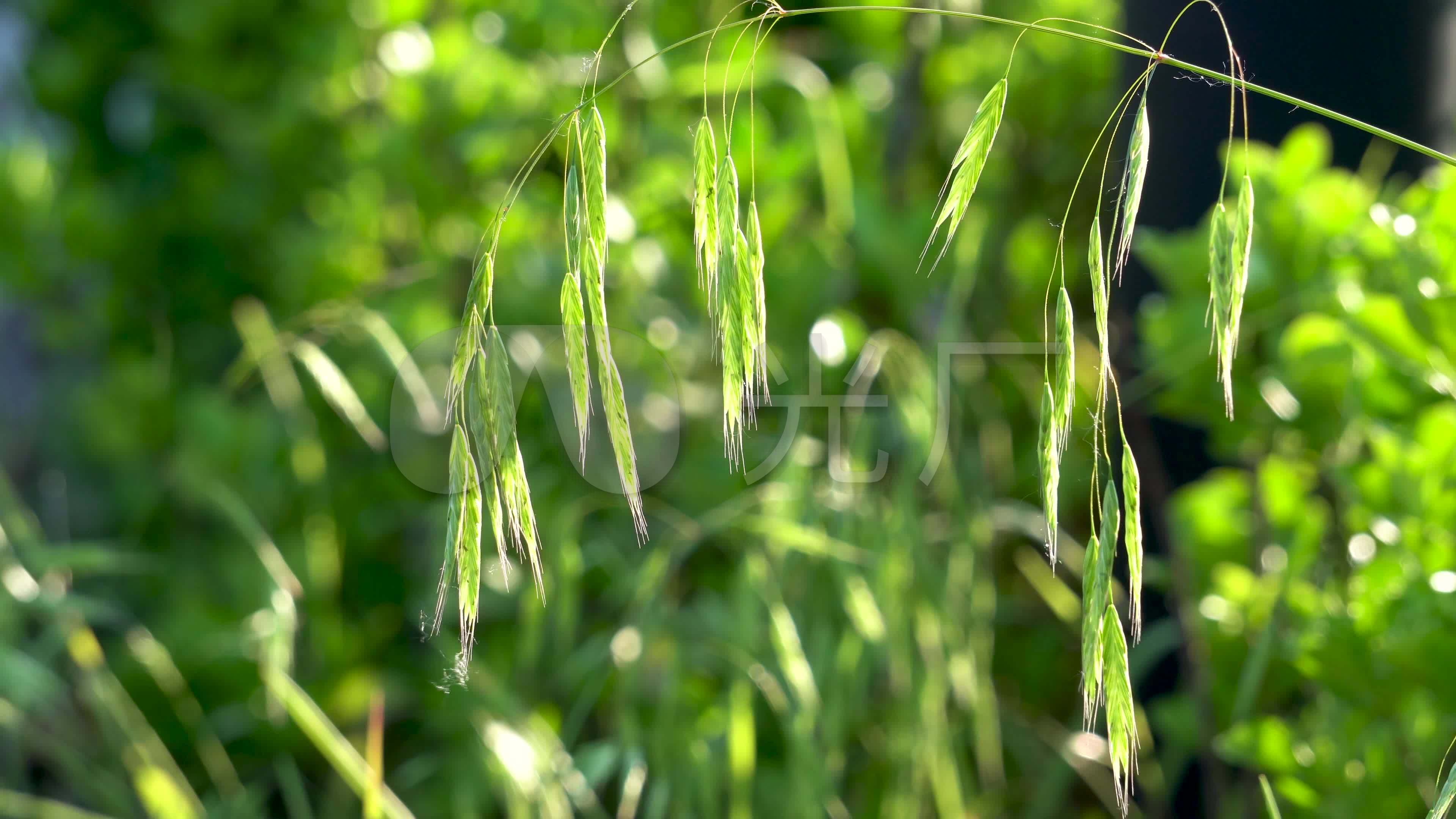 （川观新闻）绘出燕麦“基因密码图”，川农大团队解码裸燕麦“中国芯”-四川农业大学新闻网