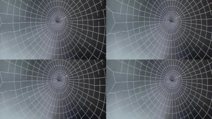 蜘蛛网4k素材