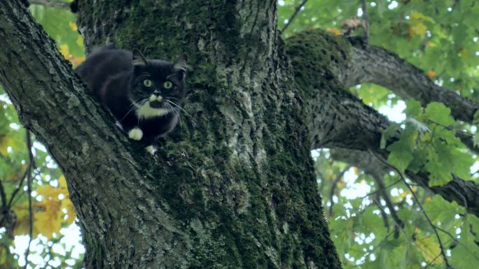 猫在树上