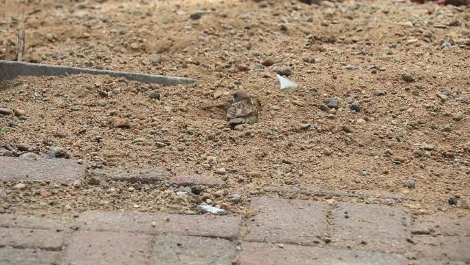 麻雀洗澡、麻雀沙土洗澡