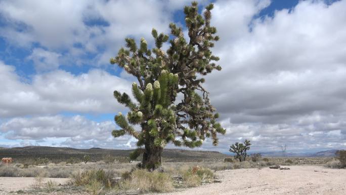 加利福尼亚沙漠盛开的约书亚树