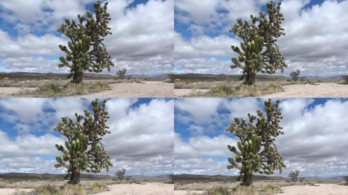 加利福尼亚沙漠盛开的约书亚树
