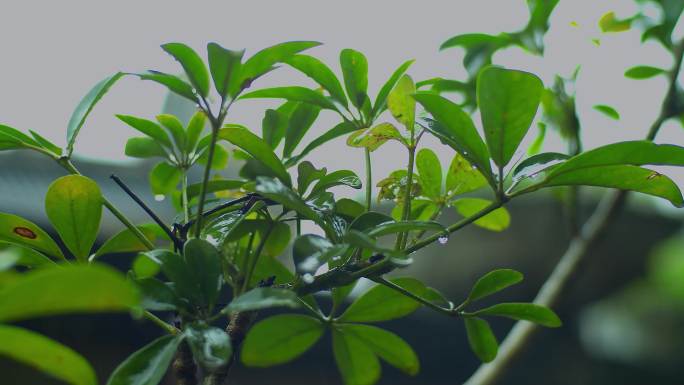 实拍下雨中的植物特写