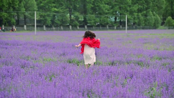 薰衣草花田中奔跑的美女