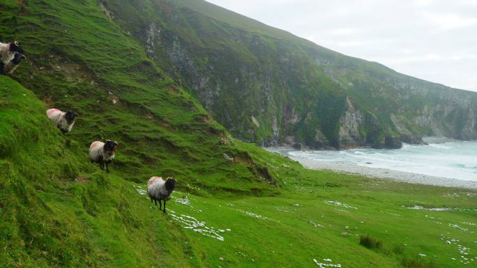 海崖上的爱尔兰黑脸羊造型