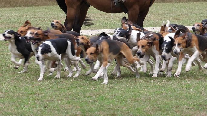 一群猎犬在草地上奔跑