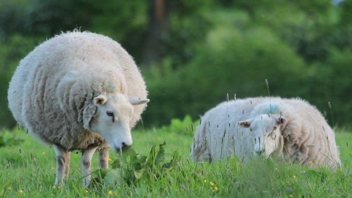 黄昏时草地上的羊。