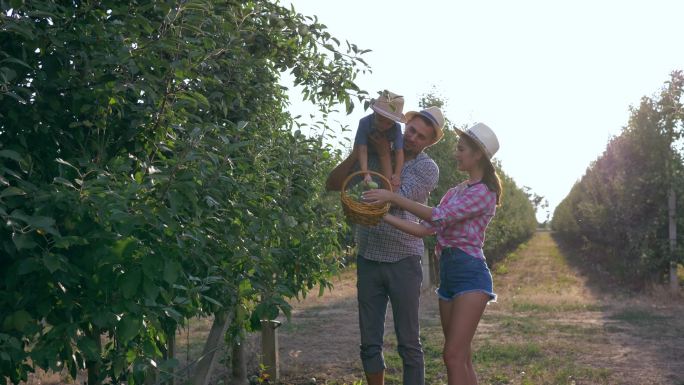 勤劳的园丁家庭收获苹果