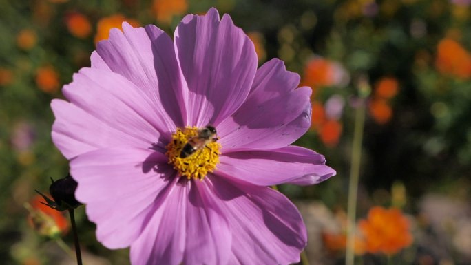 蜜蜂采蜜花朵