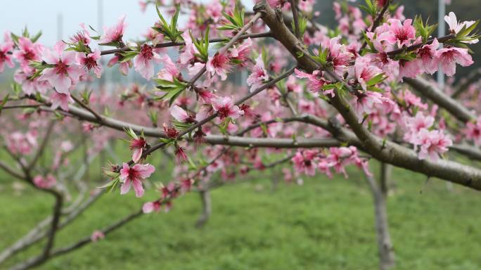 桃花