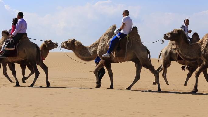 响沙湾驼队骑骆驼骆驼