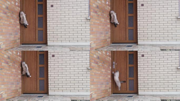 猫咪跳起来打开前门