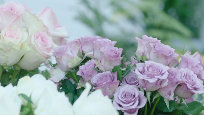 紫色小清新玫瑰花