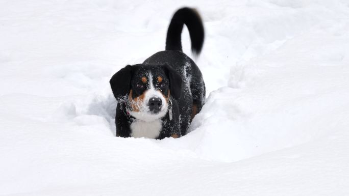 狗狗冬天在雪地里玩耍