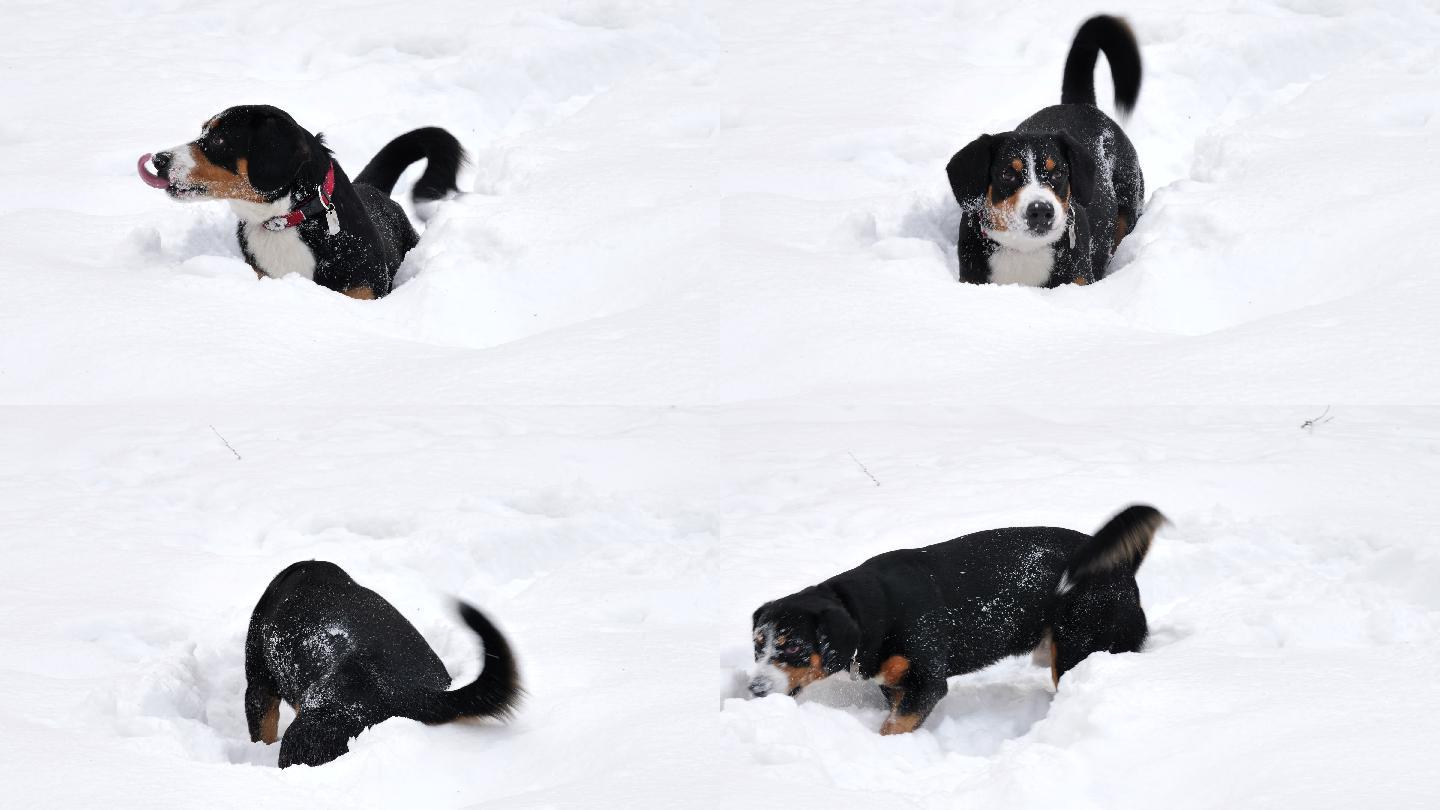 狗狗冬天在雪地里玩耍