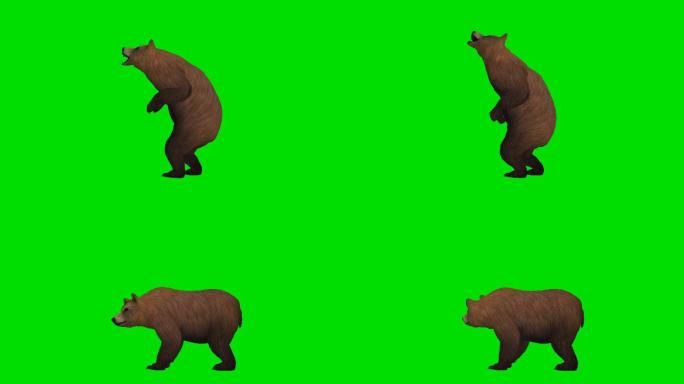 狗熊绿屏（可循环）