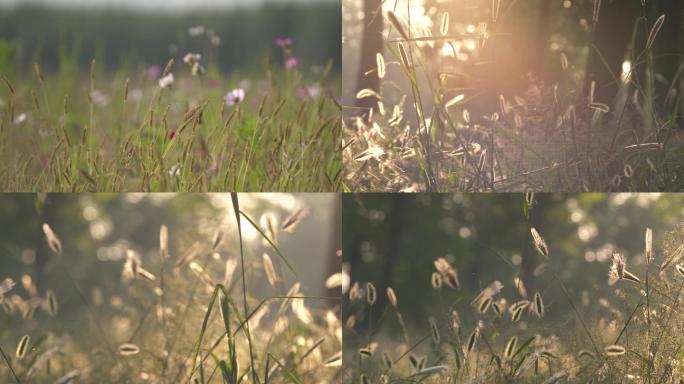 写意小花