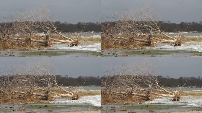 飓风过后连根拔起的树