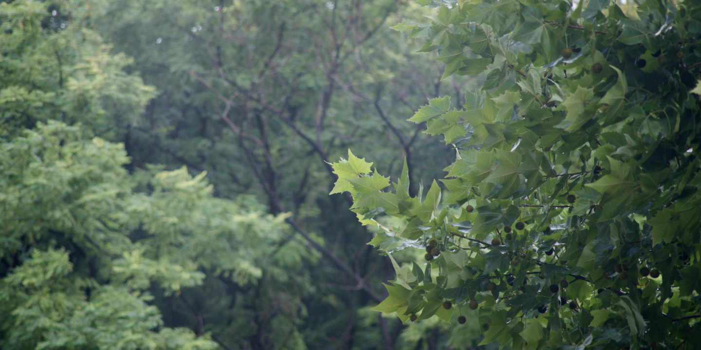 实拍雨后森林院子绿树