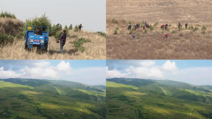 植树造林种树建设美丽乡村S