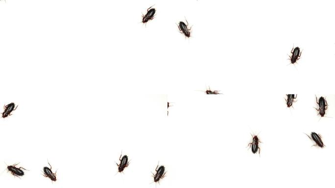蟑螂在白色背景上奔跑的俯视图