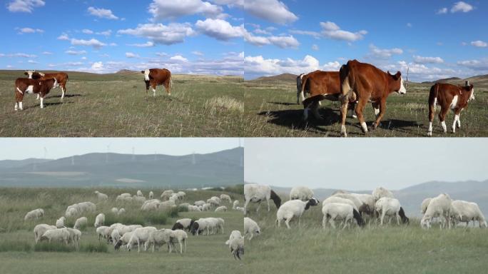 内蒙古草原牛羊