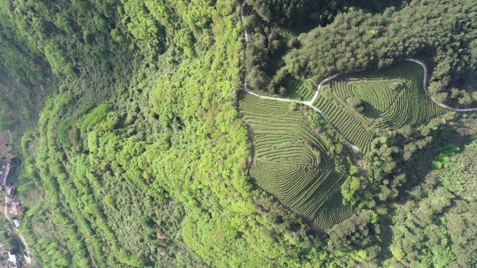 4K航拍生态茶园原始素材