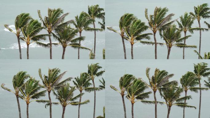 棕榈树在风中摇曳台风海浪海边风浪空镜热带