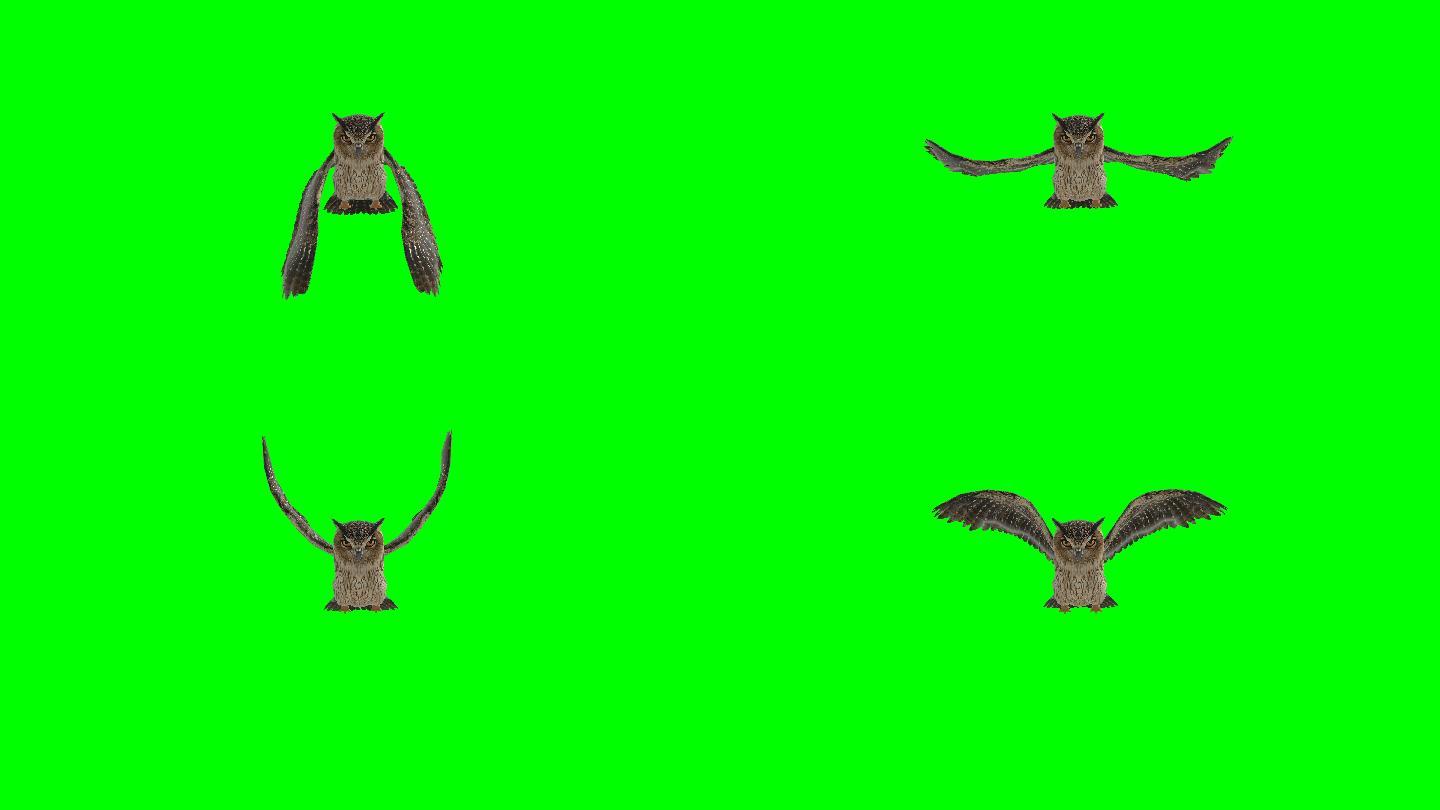 猫头鹰登陆绿屏（可循环）