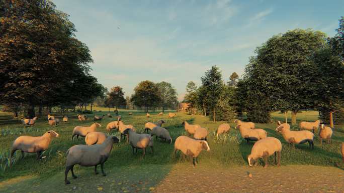 4K农场牧羊绵羊动画