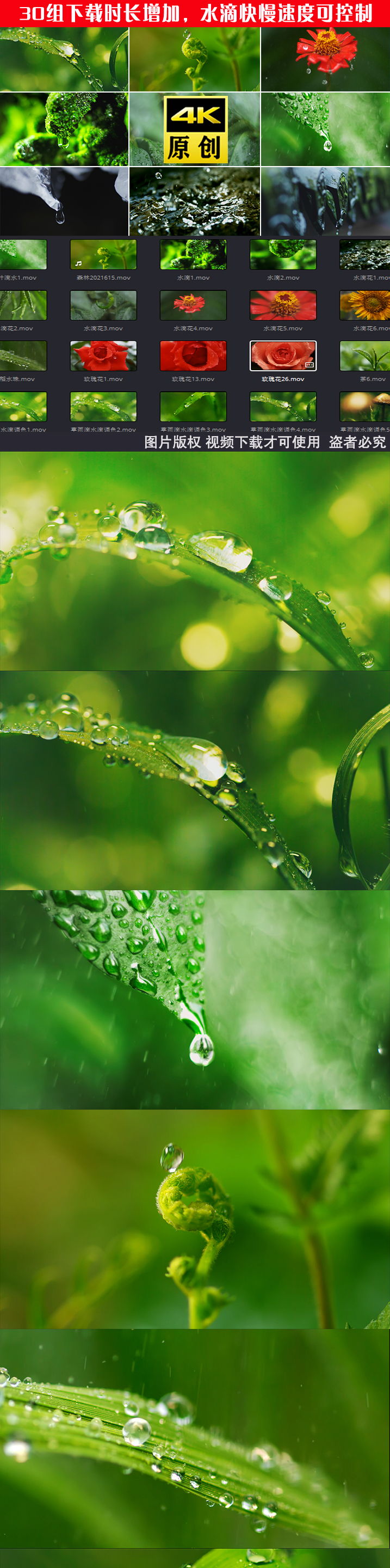 森林水滴大自然雨森林水珠白露绿色雨水滴水