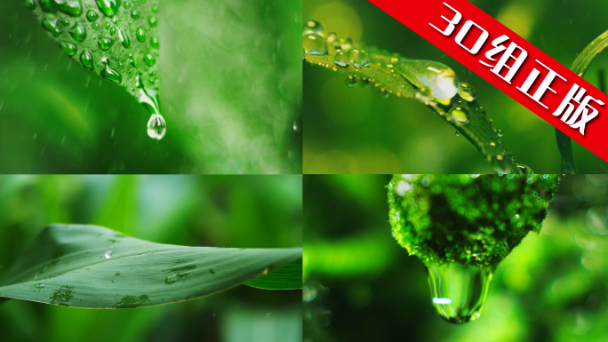 森林水滴大自然雨森林水珠白露绿色雨水滴水