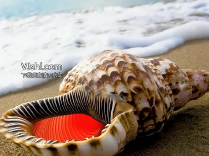 创意沙滩海螺音乐背景模板