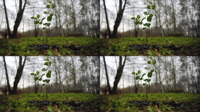 傍晚草地上的小树绿色泥土