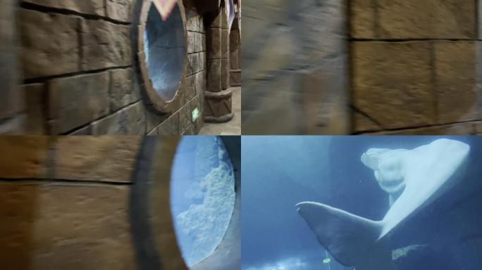 白鲸游泳城堡游泳水下世界互动