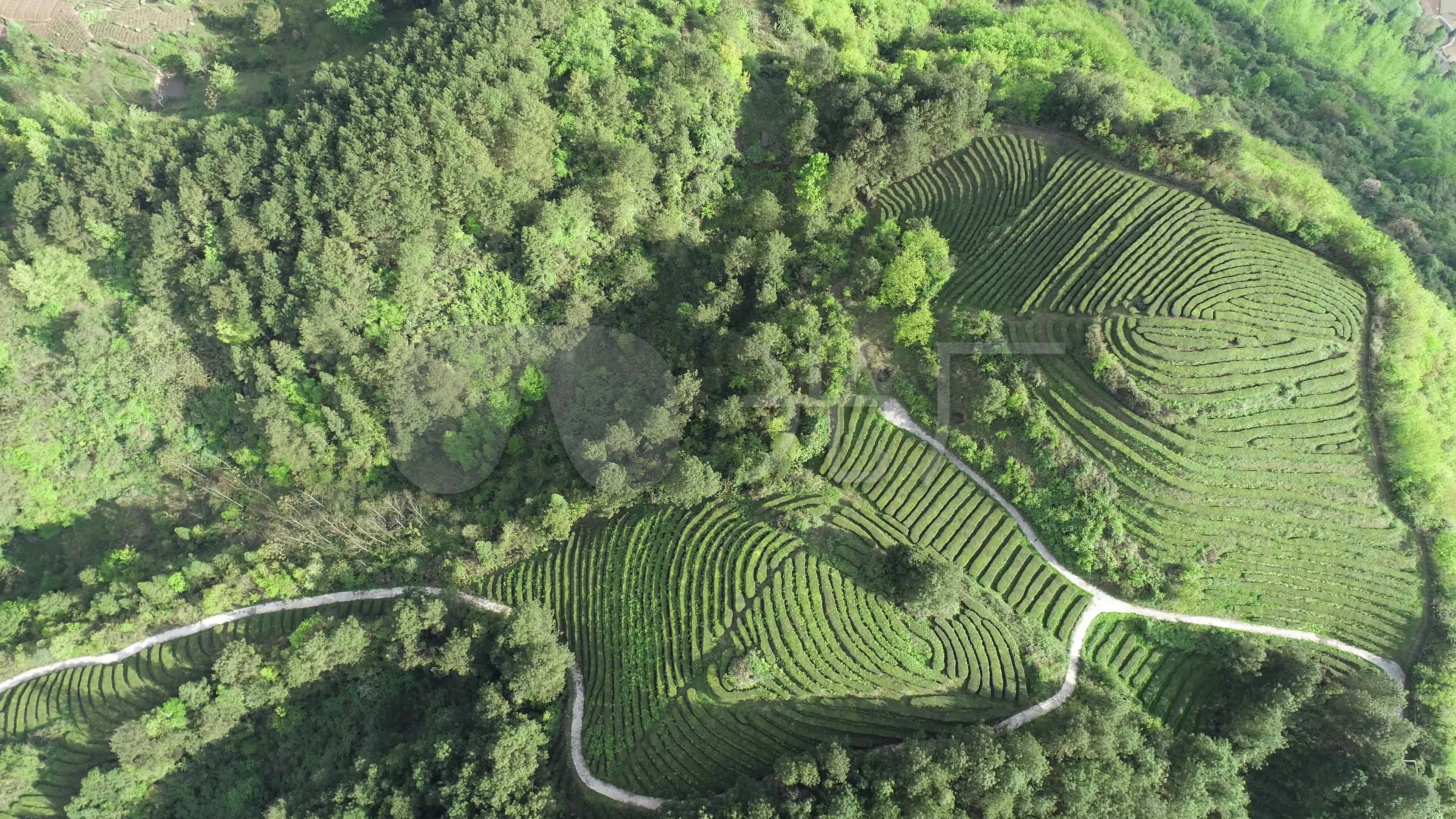 4k茶山航拍原始素材4_3840x2160_高清视频素材下载(编号:6123776)
