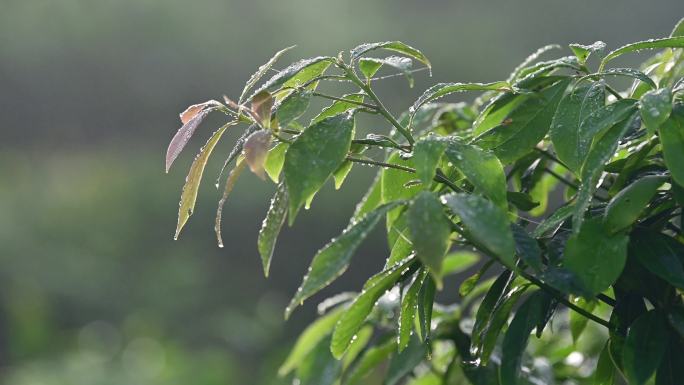 晨光植物嫩叶上的露珠