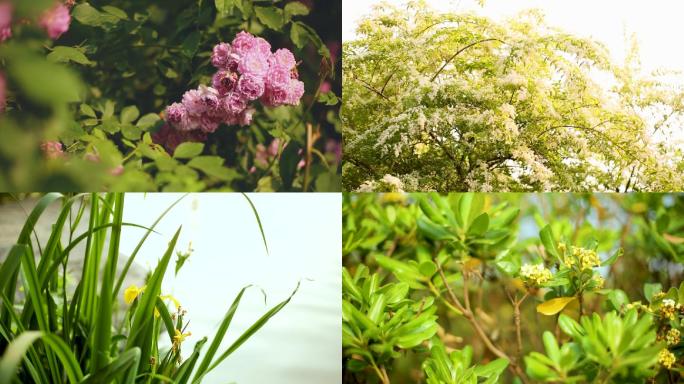 春夏湖边花卉蔷薇马蔺冬青多种鲜花实拍素材