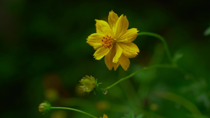 早晨花草露珠花带露水