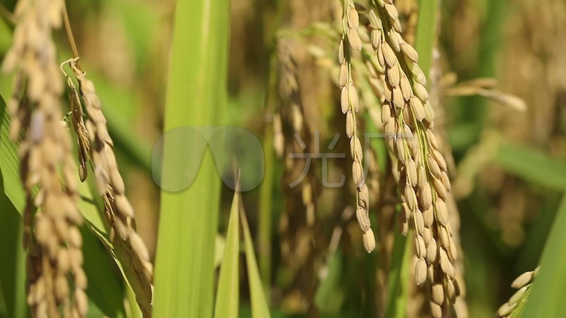 水稻稻田稻米稻谷谷粒_1920x1080_高清视频素材下载(编号:6125219)